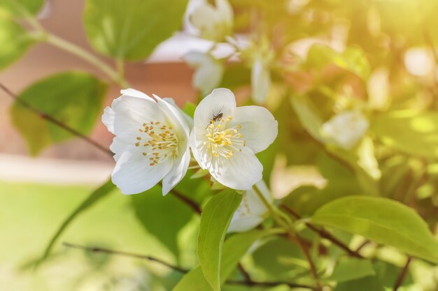 Beautiful spring jasmine flowers on bush. Blooming tree branch with white flowers at bright sunny day. Blooming branch in garden. Symbol of the new life born in spring.