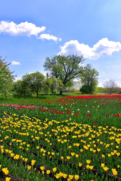 Beautiful spring landscape of trees and field flowers tulips against the blue sky