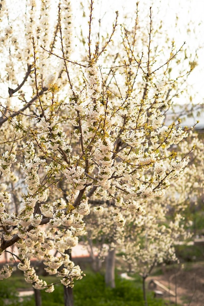 꽃나무가 있는 아름다운 봄 풍경