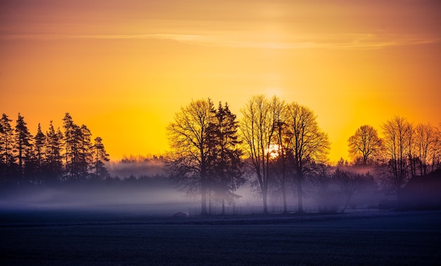 Photo a beautiful spring landscape with rising sun through the mist