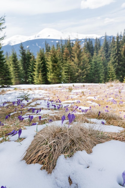 Bellissimo paesaggio primaverile con neve e fiori di zafferano vicino alla natura carpati ucraina