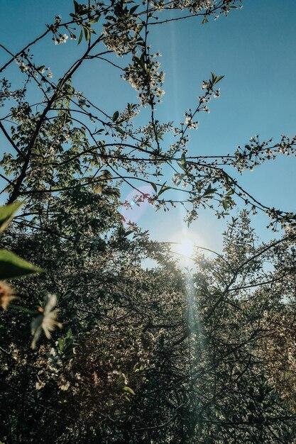 사진 나무가 있는 아름다운 봄 풍경