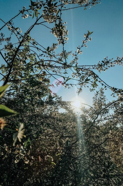 Bellissimo paesaggio primaverile con alberi