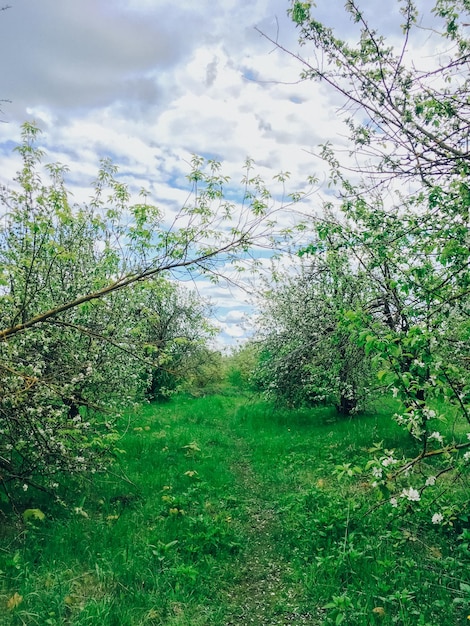 Beautiful spring landscape with trees