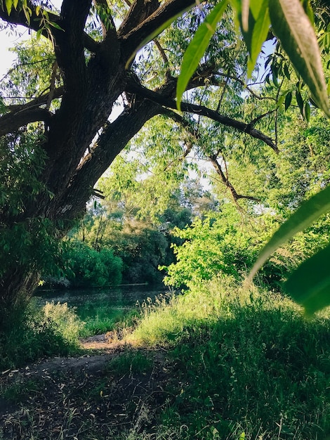 Bellissimo paesaggio primaverile con alberi