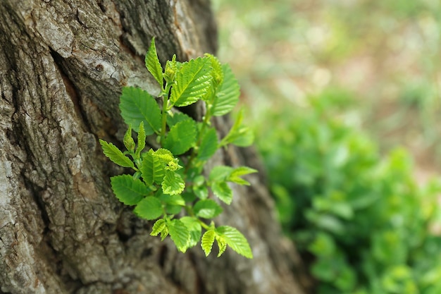 Beautiful spring leaves on bark of tree, outdoors