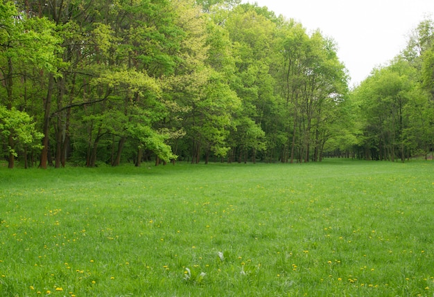 美しい春の牧草地