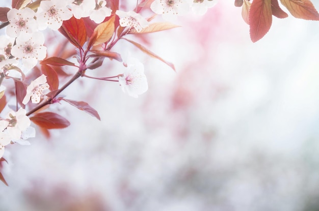 Beautiful spring natural background with plum or cherry blossoms and copy space Pink and blue colors