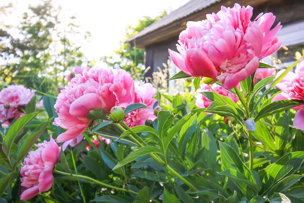 Beautiful spring peony flowers on rural building background.