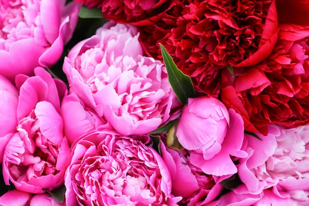 Beautiful spring peony flowers in summer garden in the village