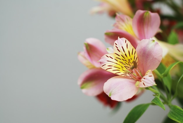 美しい春のピンクの花の花束。