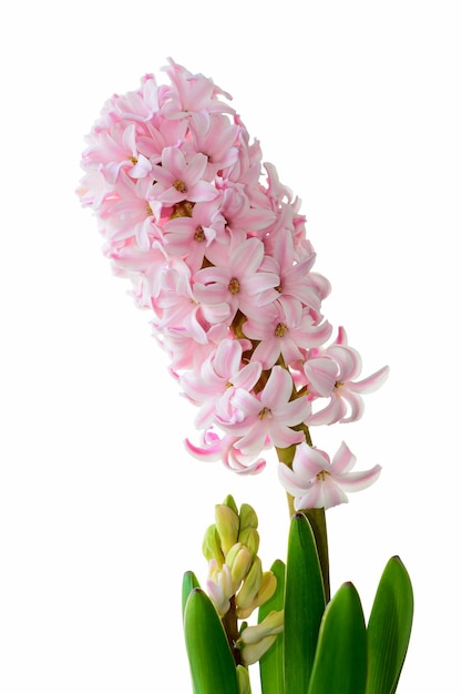 Beautiful spring pink hyacinth flower isolated on white