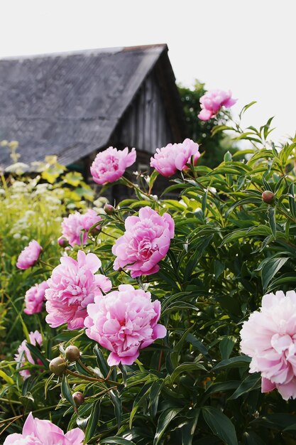 田舎の建物の背景に流れる季節の美しい春のピンクの牡丹の花