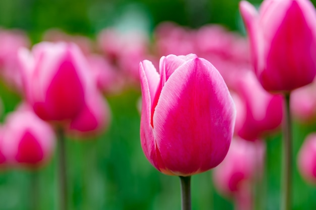 Beautiful spring pink tulips.