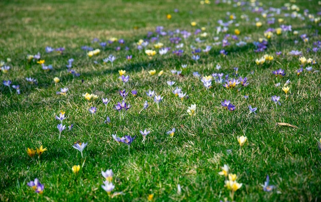 Красивые весенние фиолетовые, белые, желтые крокусы на зеленой лужайке