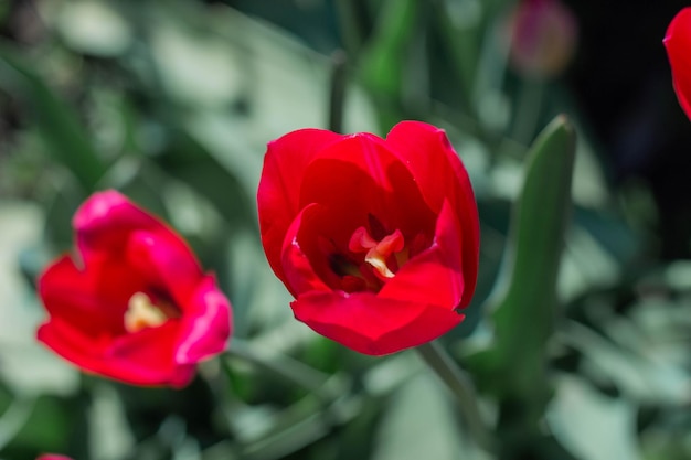 Beautiful spring red tulips flowers