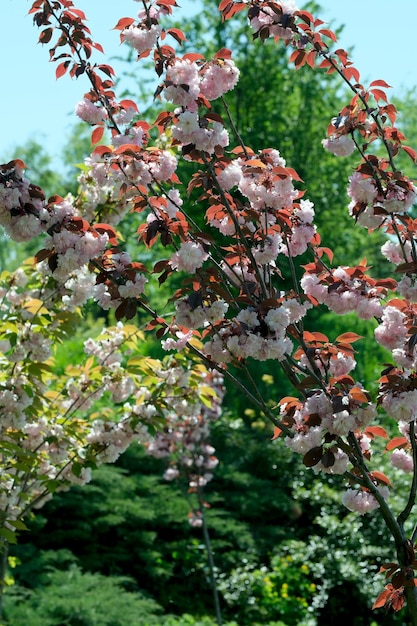 Photo beautiful spring sakura flowers bloom on a sunny day