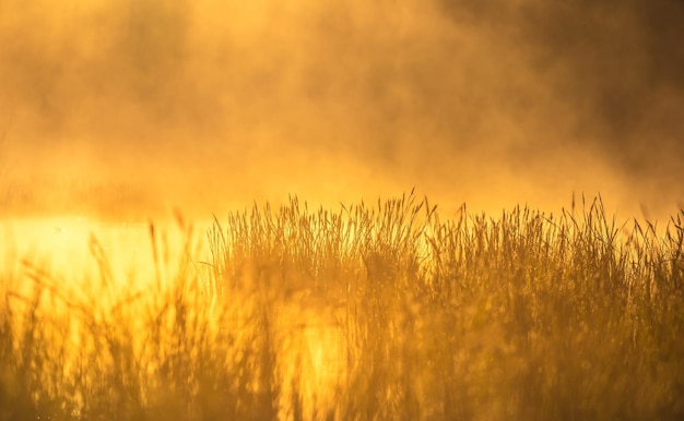 Photo a beautiful spring sunrise mist over the flooded wetlands warm spring scenery of swamp with grass