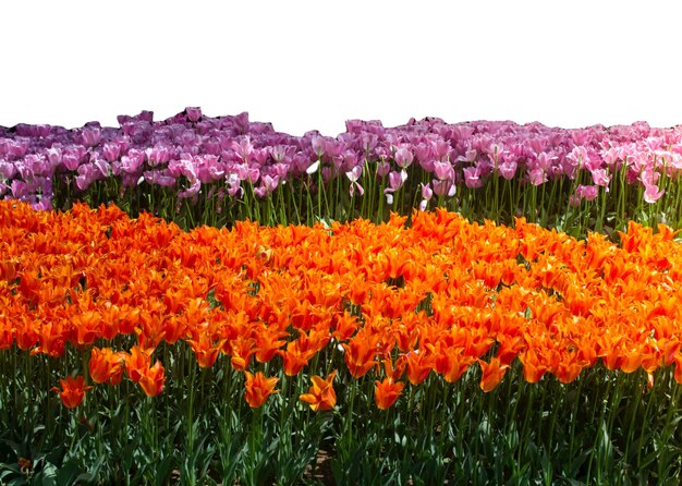 Beautiful spring tulip garden with flowers Valentines Day Mothers Day concept Copy space