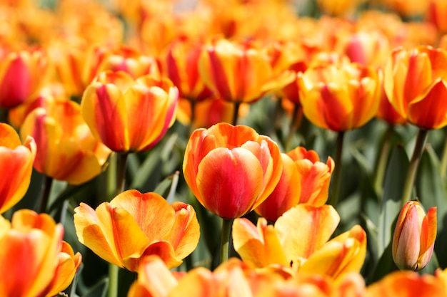 Beautiful spring tulips on the field