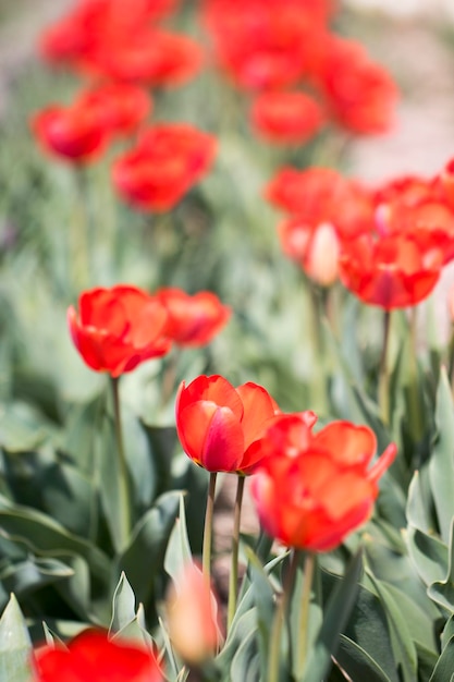 Beautiful spring tulips on the field