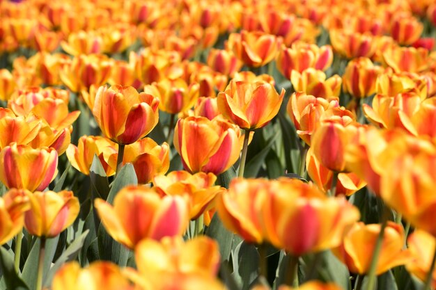 Beautiful spring tulips on the field