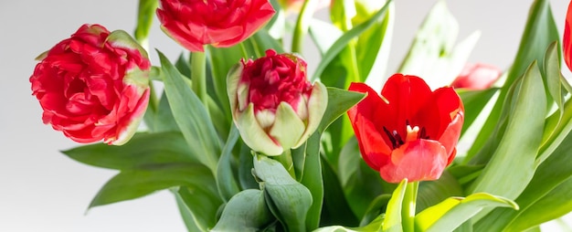 Красивые весенние цветы тюльпанов