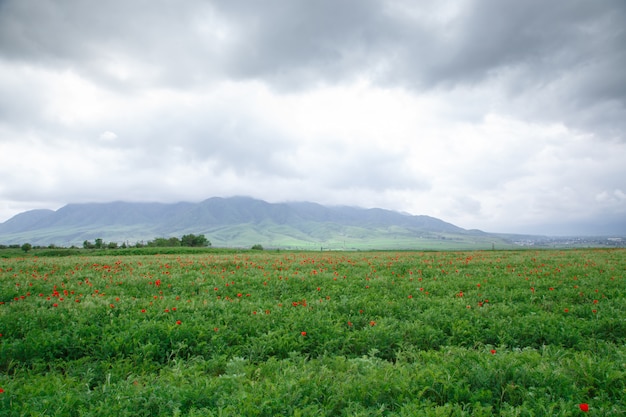 Bella spring valley con erba verde e papaveri rossi fioriti. paesaggio estivo. turismo e viaggi. kyrgyzstan