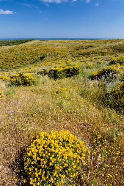 Beautiful spring view of Algarve countryside hills with yellow bushes and blue sky with white clouds located in Portugal.