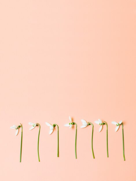 Beautiful spring white flower isolated on pastel pink