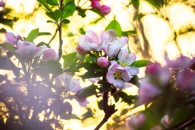 Beautiful spring white flowers on a tree