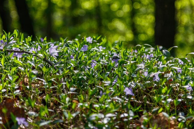 Beautiful spring wildflowers macro