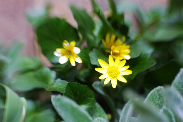 Beautiful spring yellow flowers outdoors