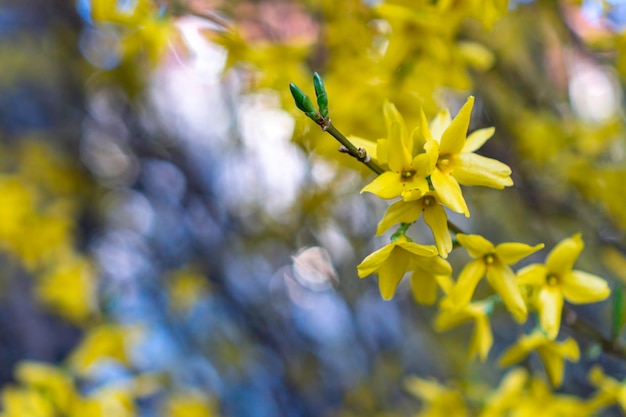 선별적인 초점을 가진 나무 가지에 있는 아름다운 봄의 노란 목련 꽃