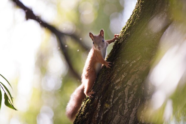 Foto bellissimo scoiattolo nel parco su un albero