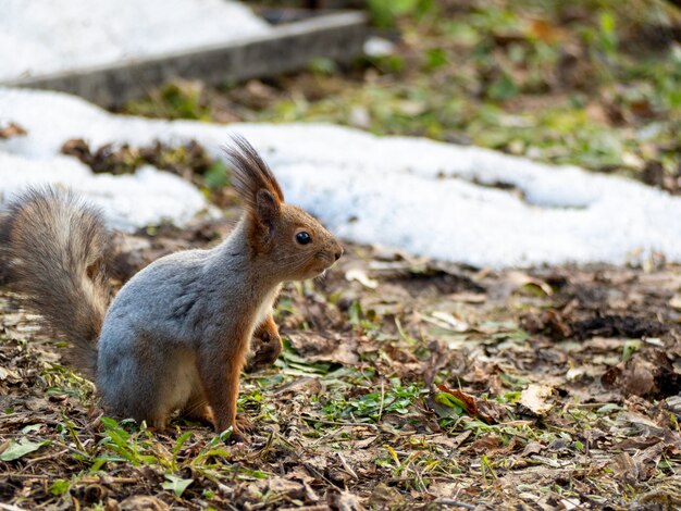 아름다운 다람쥐는 봄에 공원의 땅에 앉아 있습니다.