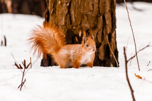 Beautiful squirrel on the snow eating a nut