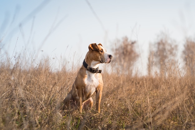 Beautiful staffordshire terrier dog in grass at sunset