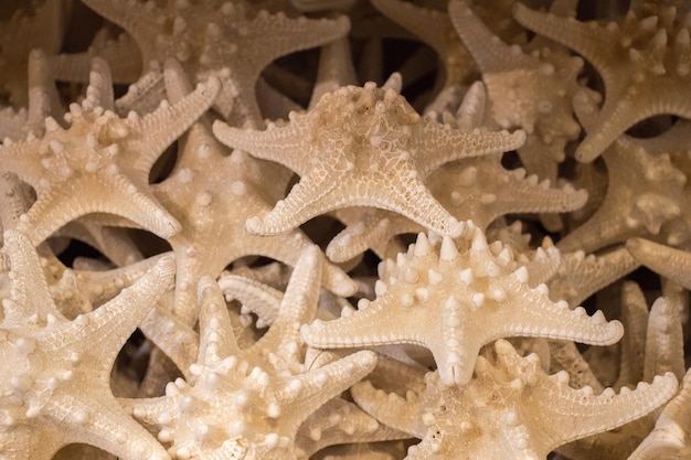 Beautiful starfish found for decorative purposes