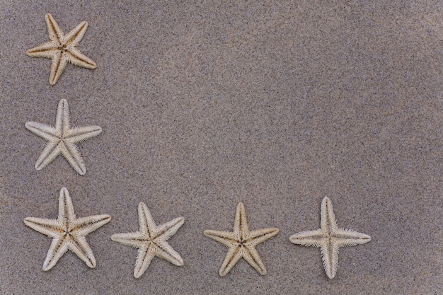 Фото Красивая морская звезда на песке. макрос с копией пространства.
