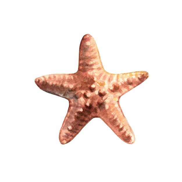 Beautiful starfish Underwater object isolated on white background Hand drawn watercolour Clip art