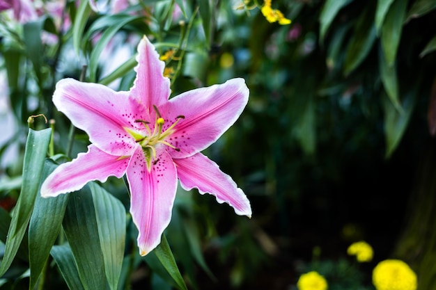 庭の花の美しいスターゲイザーピンクのユリ