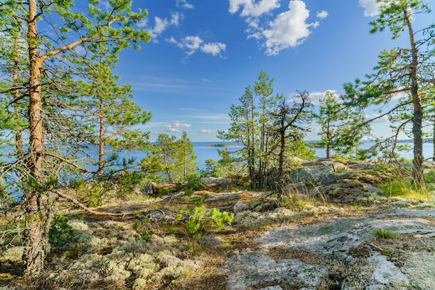 Beautiful stones and pine trees on the lake Landscape of wild nature
