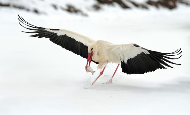 屋外の公園で美しいコウノトリ