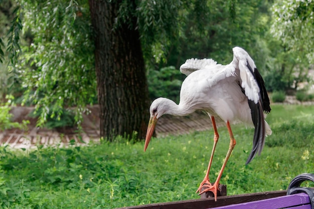 美しいコウノトリが柵の上に立っています