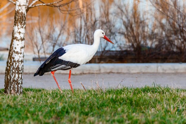 Beautiful storks walk on the grass