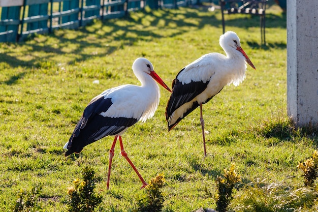 Beautiful storks walk on the grass