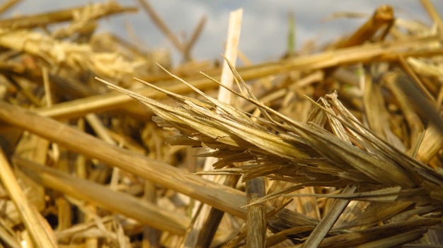 Beautiful straw rye closeup in the field