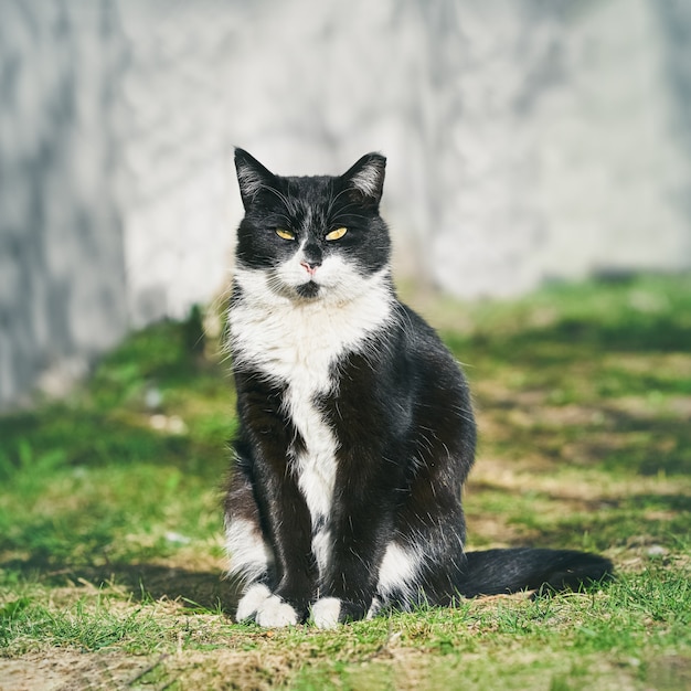 A beautiful stray black cat sits in the green grass and looks to the front