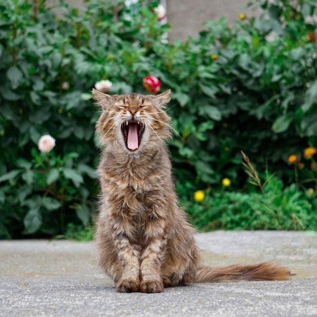 カメラを見て美しい野良猫、猫のポートレート